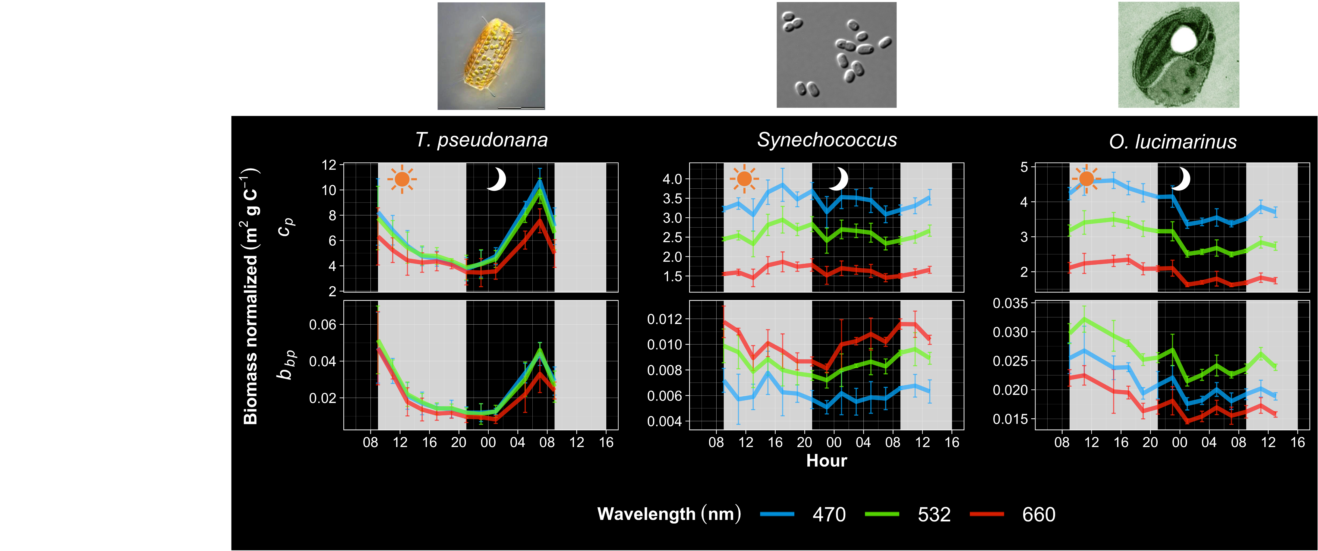Diel cycles backscattering and attenuation at 3 wavelengths for: the nano-eukaryotic diatom *Thalassiosira pseudonana*, the cyanobacterium *Synechococcus* (WH8102), and the pico-eukaryotic chlorophyte *Ostreococcus lucimarinus*. These optical properties were related to cell concentration, proxies for cell size, and intracellular pigment composition and concentration. We observed species-specific differences in the diel variability of these optical properties, suggesting that deriving biological products (like carbon) from bio-optical (incl. remote sensing data) must consider both time of day and community composition.